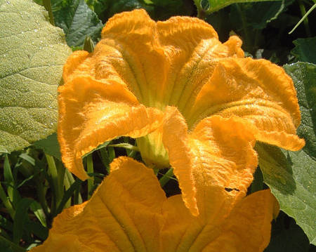 Stuffed Pumpkin Flowers